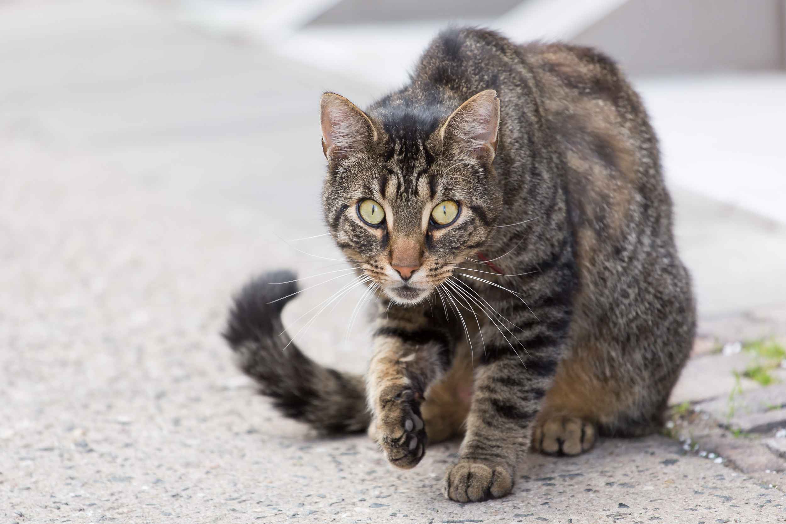 Eine Katze, die wir während des Spaziergangs durch Leipzig Lindenau mit Bertram Weisshaar sahen.