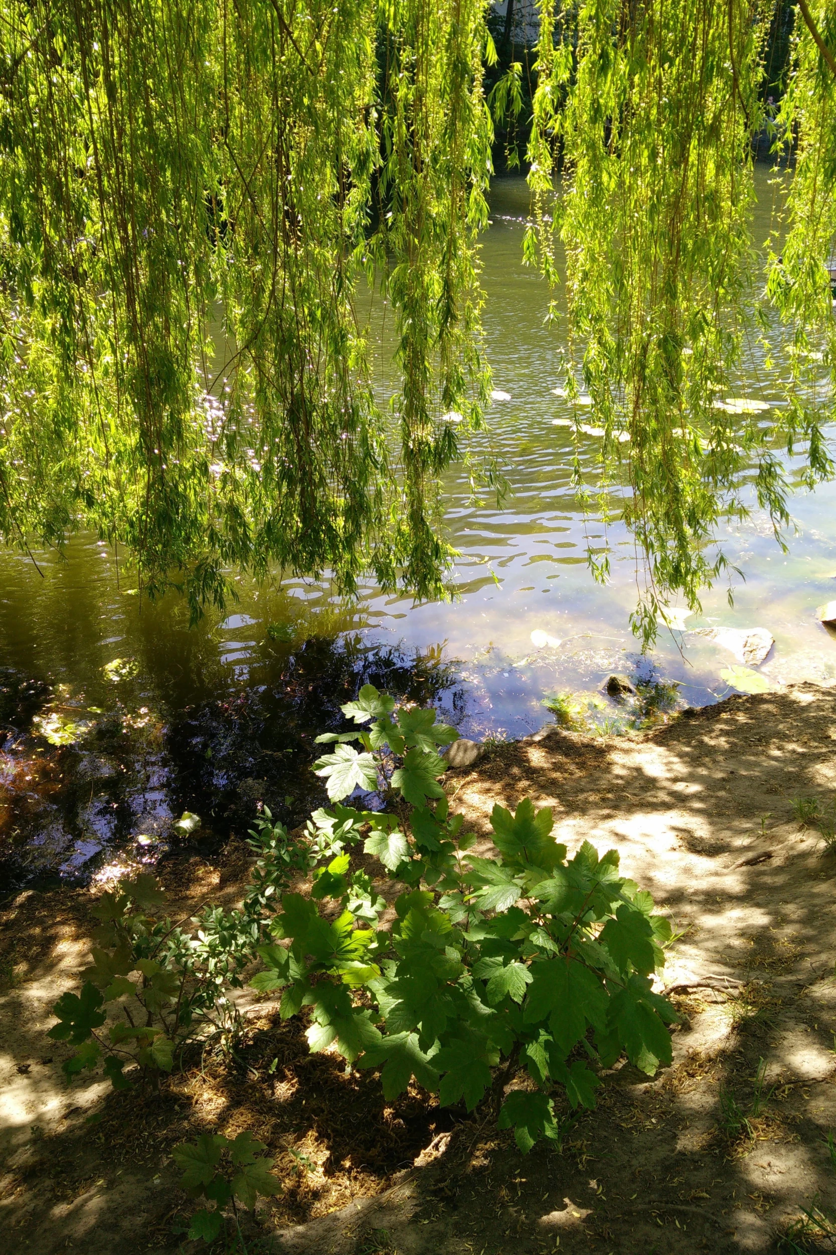 Trauerweiden und Seerosen am Karl-Heine-Kanal in Leipzig Lindenau.