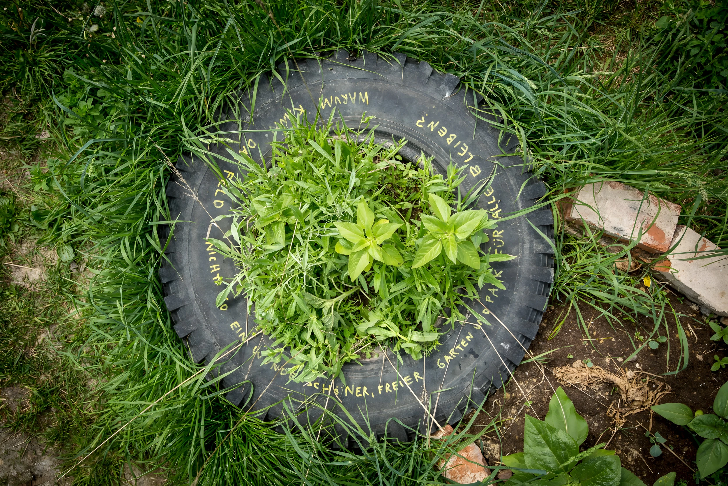 "Ein alter Autoreifen, wiederverwendet als Pflanzgefäß für Kräuter und Pflanzen, liegt inmitten einer Grasfläche, mit einer teilweise durch die Vegetation verdeckten Botschaft in gelber Schrift auf seiner Seite.
