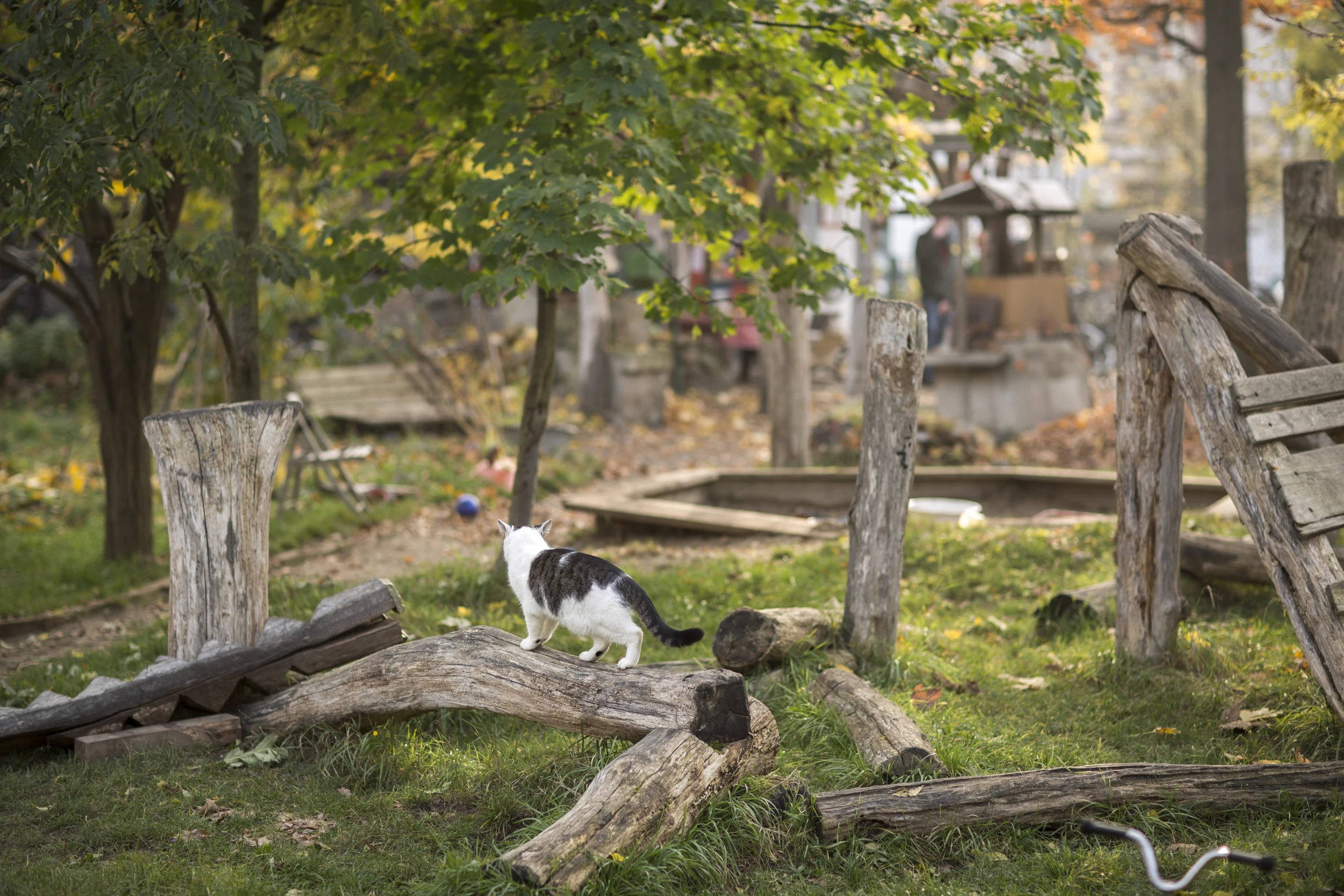 Eine schwarz-weiße Katze steht auf einem Baumstamm in einem naturnahen Garten mit alten Holzbänken, herbstlichen Bäumen und einer Person im Hintergrund, die im Nachbarschaftsgarten arbeitet