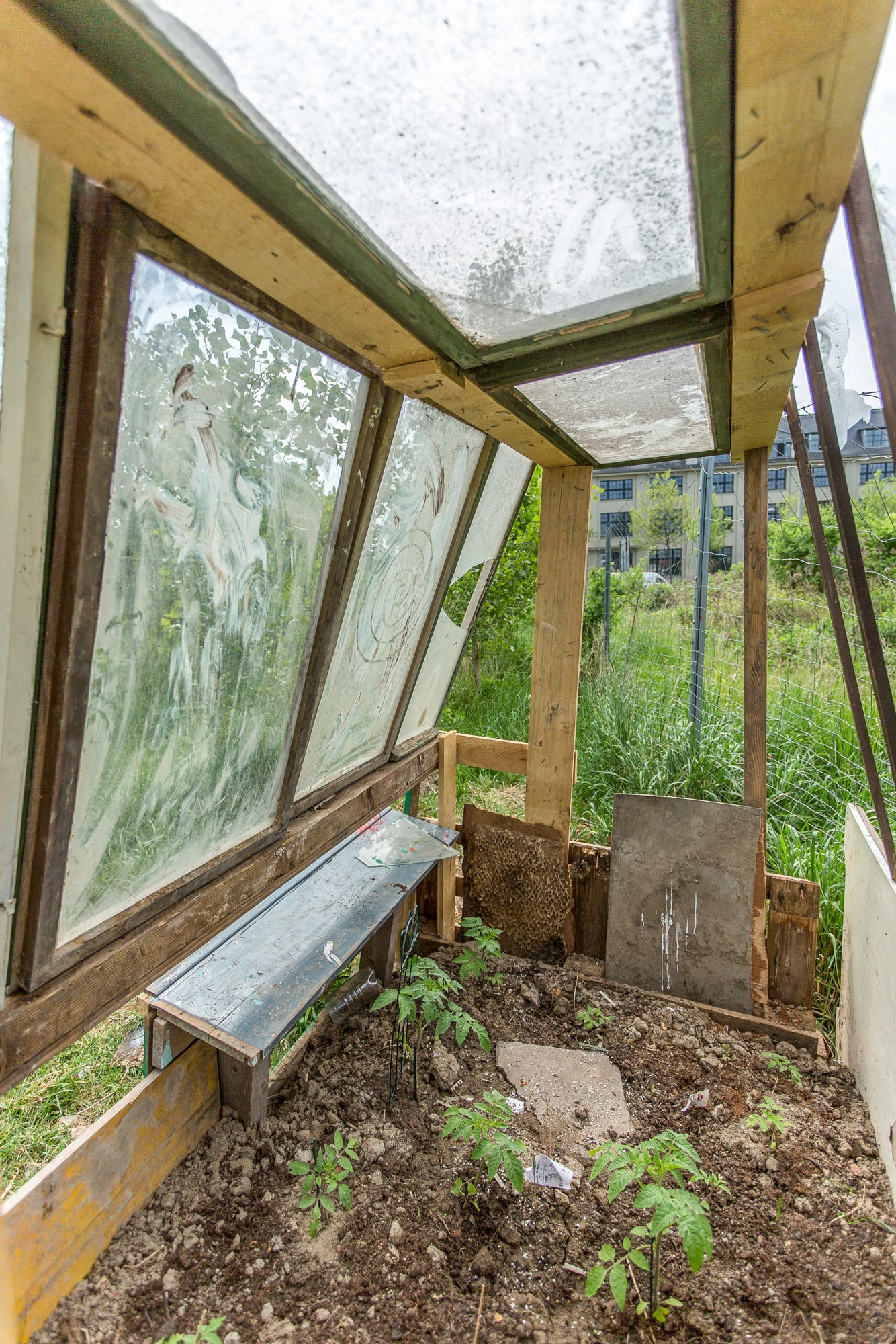 Innenansicht eines kleinen, selbstgebauten Gewächshauses mit Holzrahmen und verschmierten Glasscheiben, in dem junge Pflanzen wachsen, mit einem Blick auf städtische Gebäude im Hintergrund.