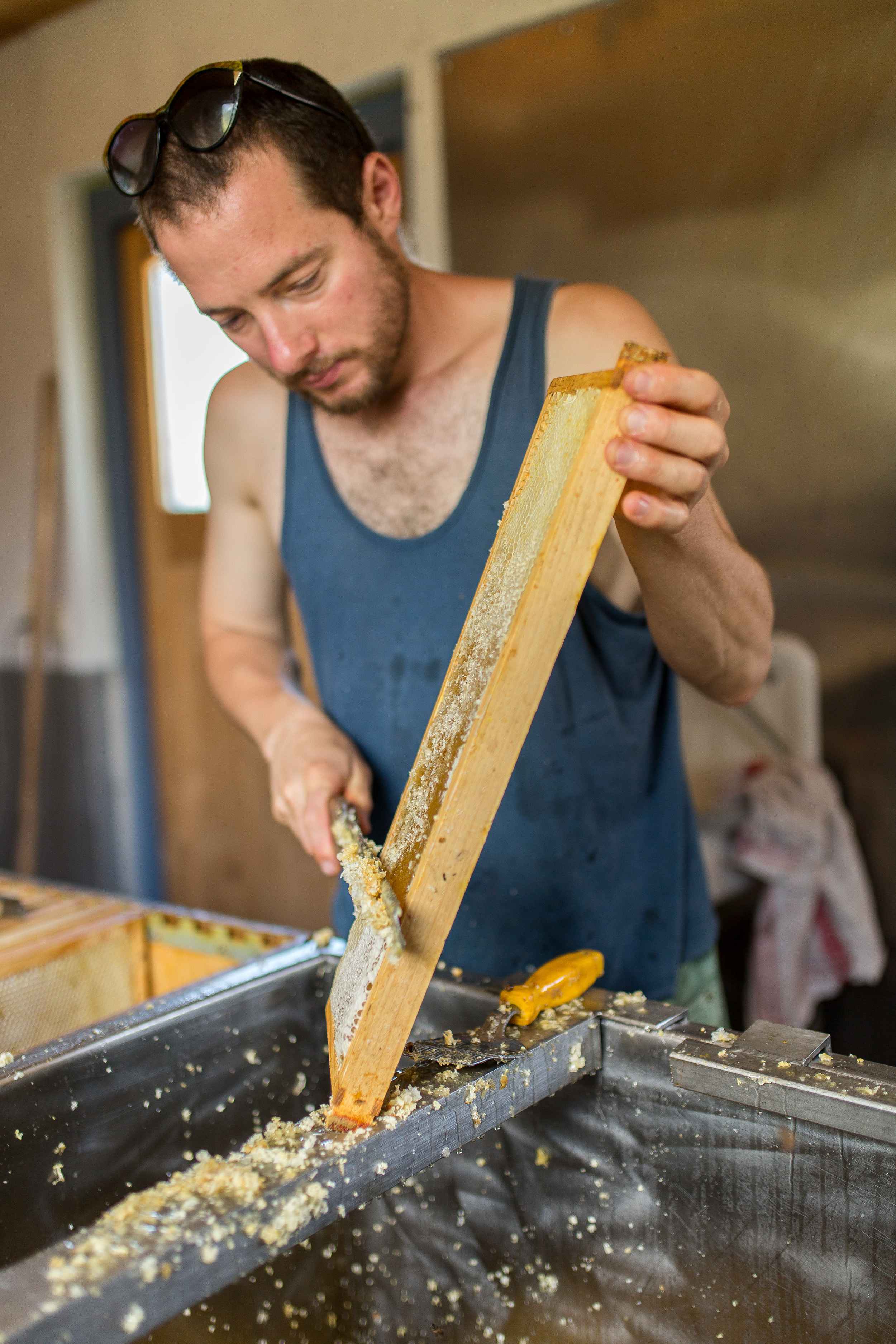 Wenn die Bienen ausgeflogen sind, werden die Wabenrähmchen herausgenommen …
