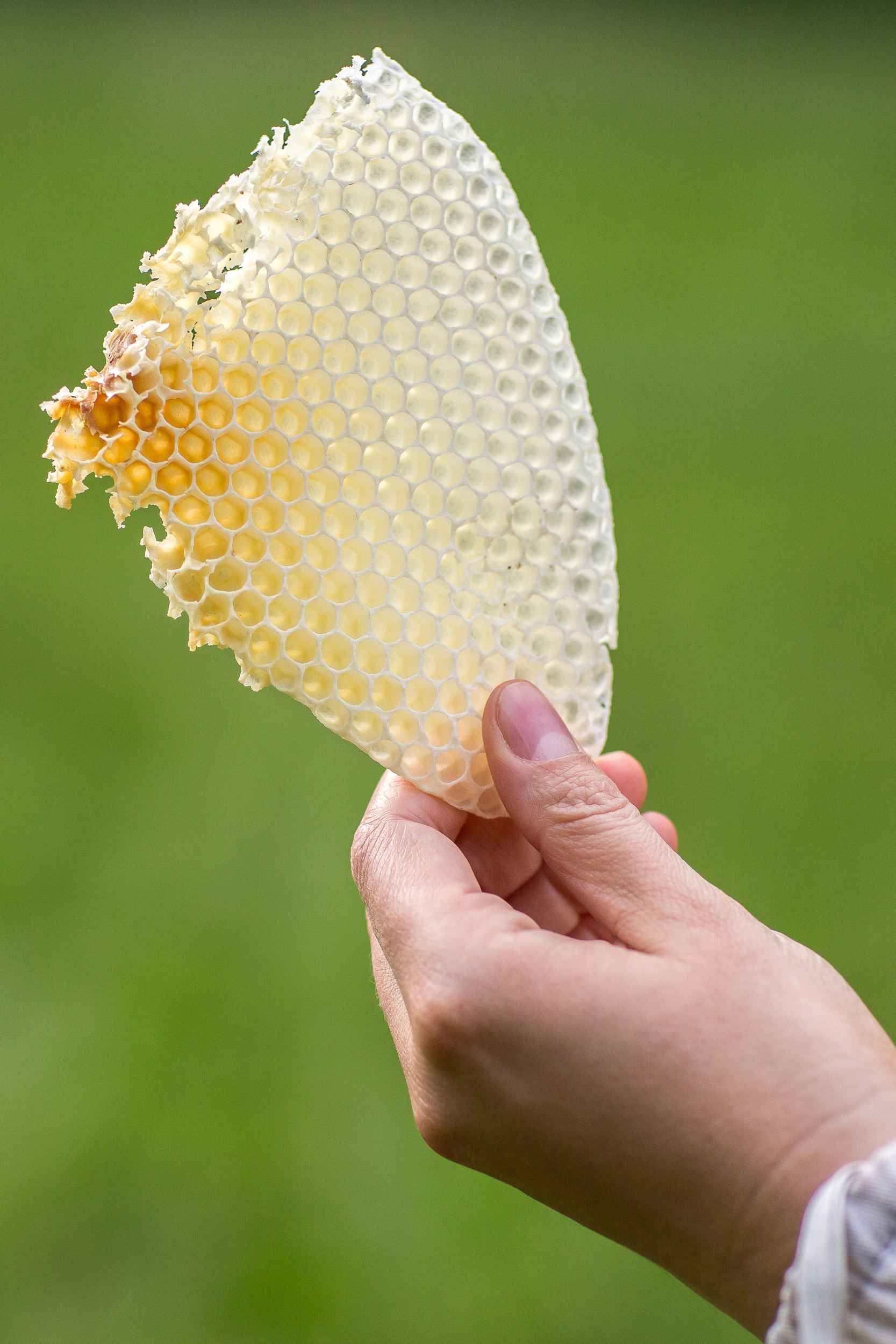 Detailaufnahme einer Bienenwabe.