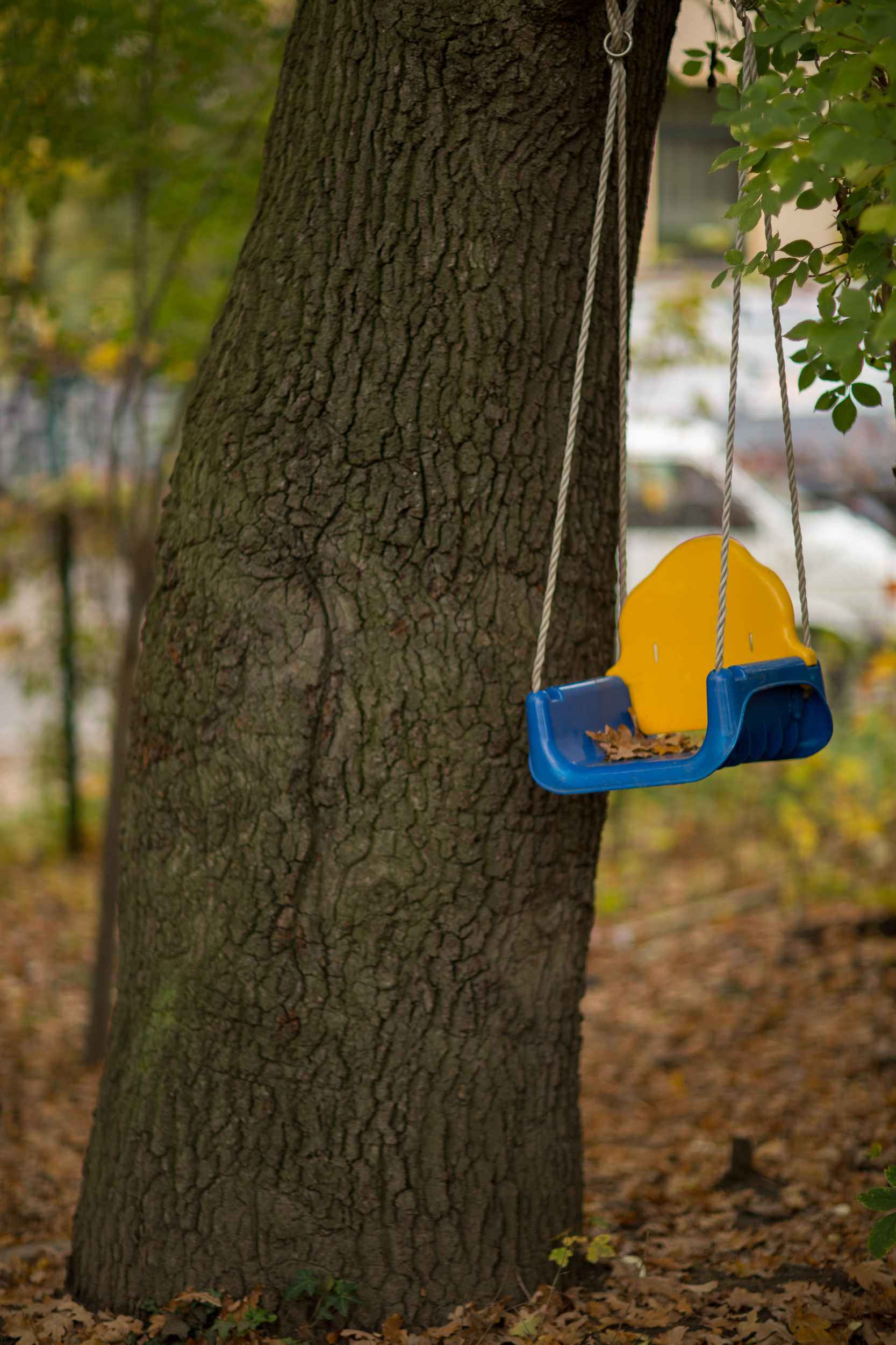 Eine Kinderschaukel ist an einer Eiche in den Nachbarschaftsgärten Leipzig befestigt.