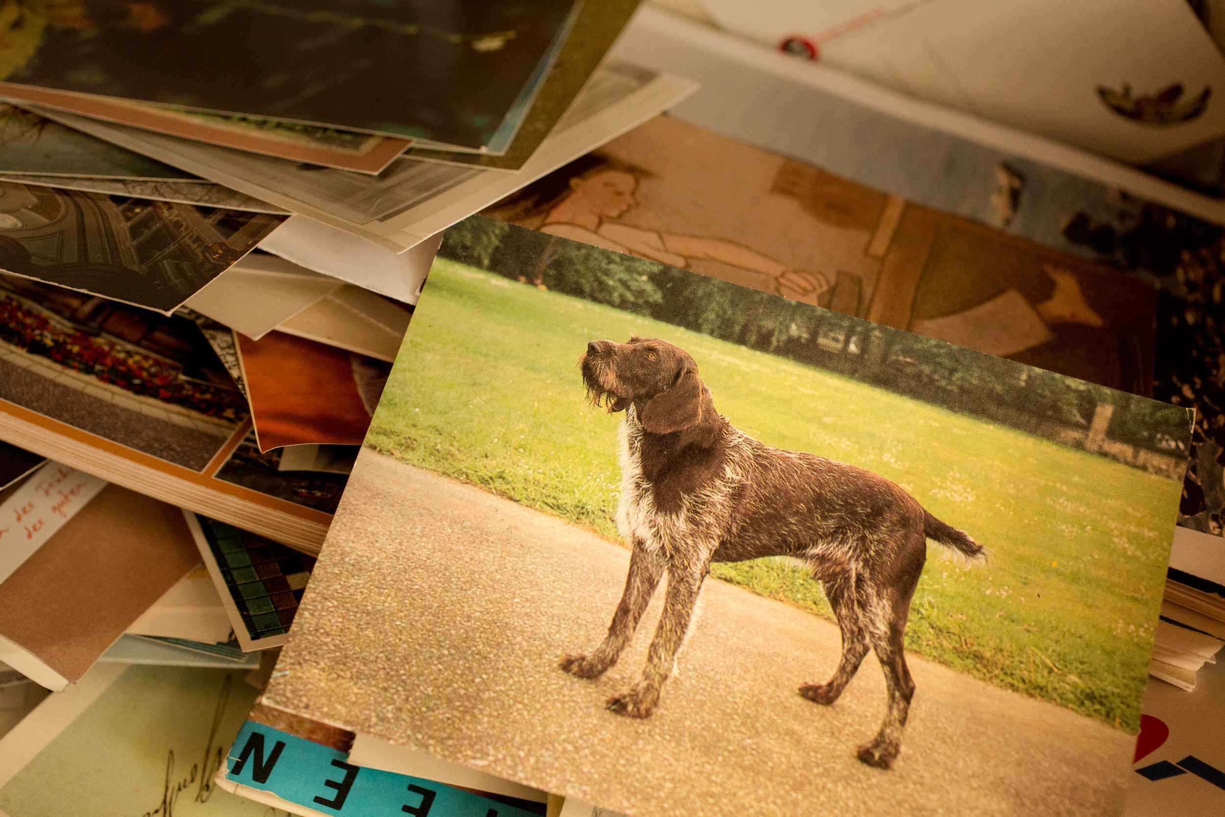 Das Bild eines Hundes auf einem Stapel von Postkarten.