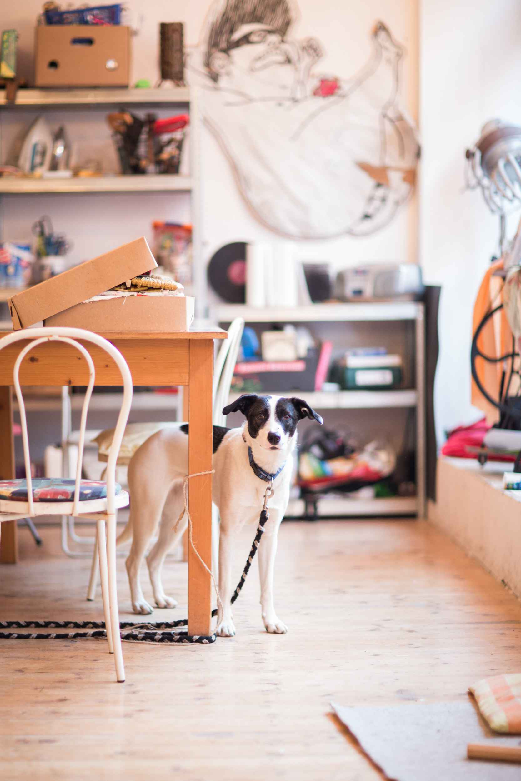 Der Hund eines Vereinsmitglieds bei Kunzstoffe in Lindenau.