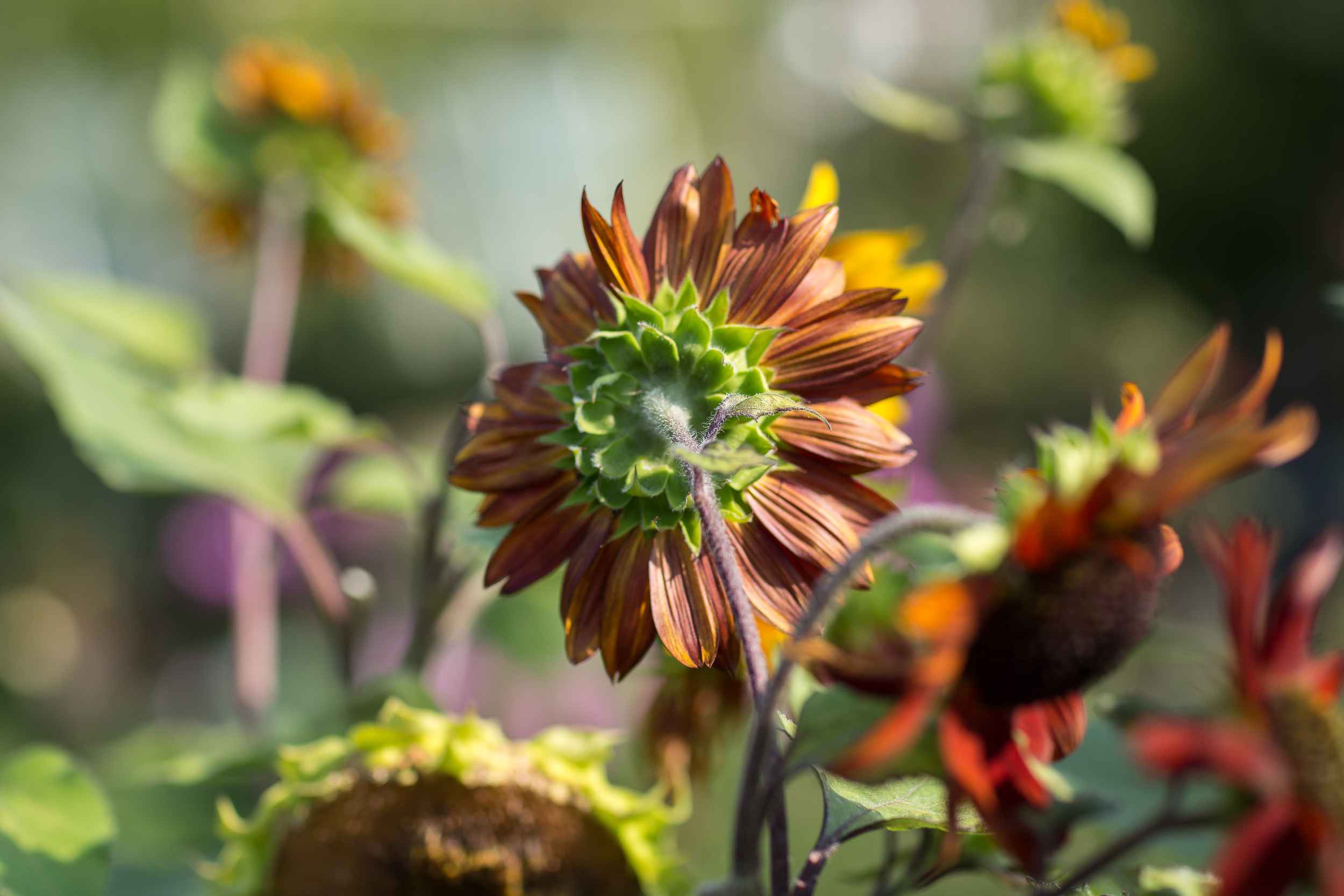 Sonnenblumen im Kleingarten von Steffi Geschewski in Leipzig Lindenau.