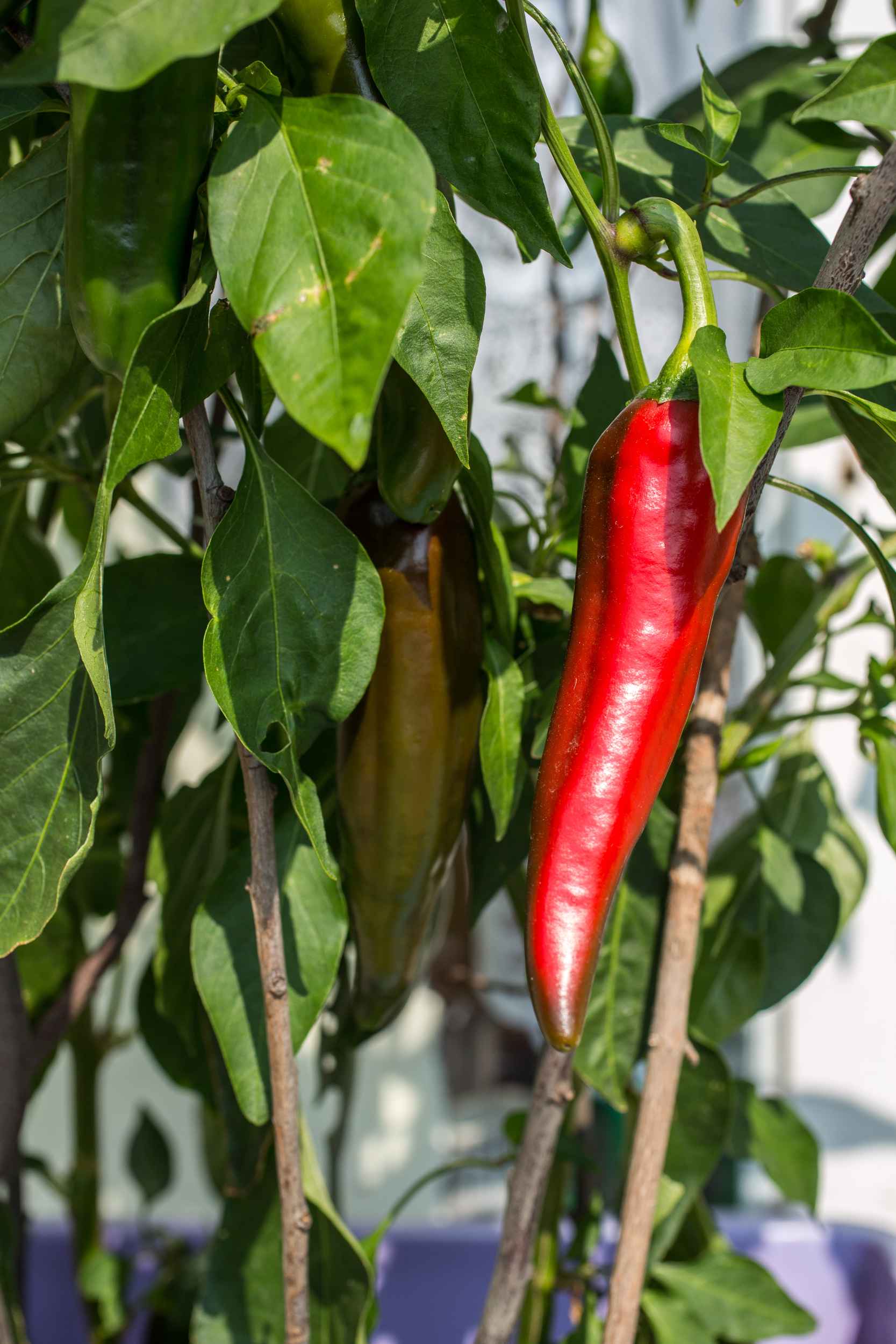 Paprika wachsen in Steffis Kleingarten in Leipzig Lindenau.