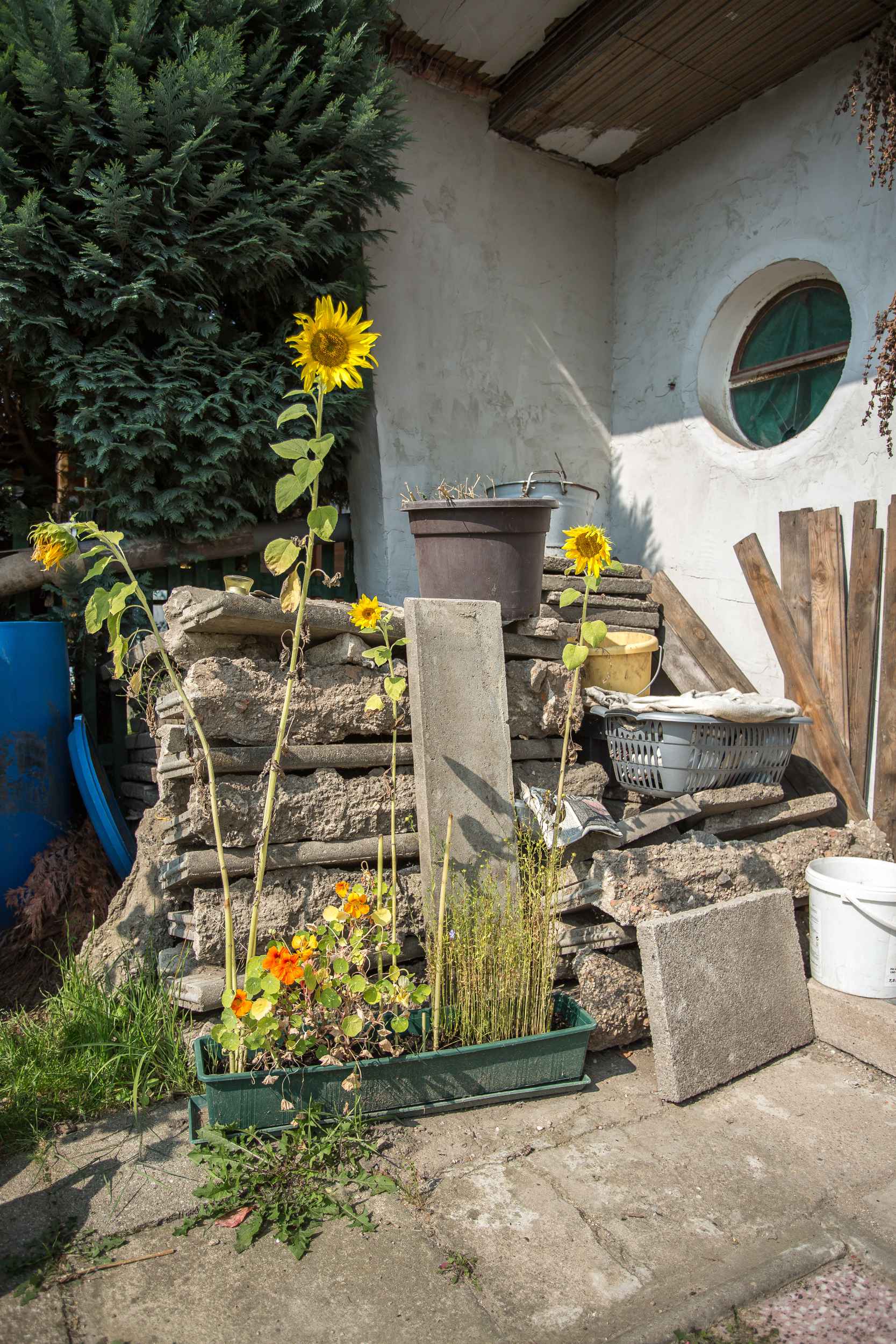 Hinter Sonneblumen lagern herausgerissene Bodenplatten, die vom Vorbesitzer verlegt wurden.