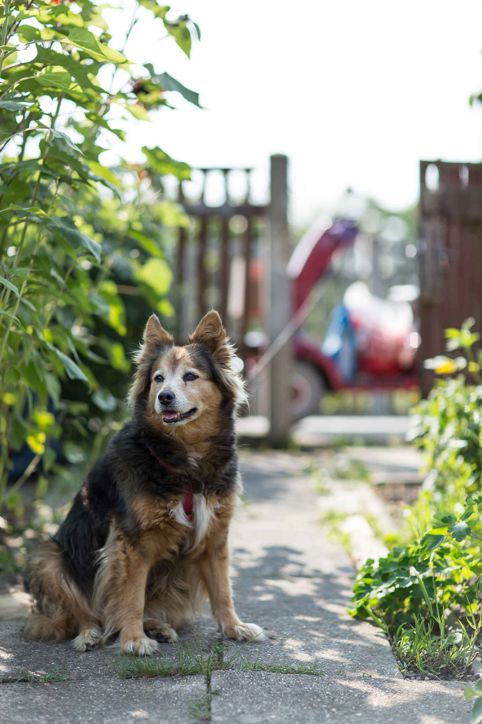 Ein Hund des Nachbarn sitzt angeleint im Kleingarten.