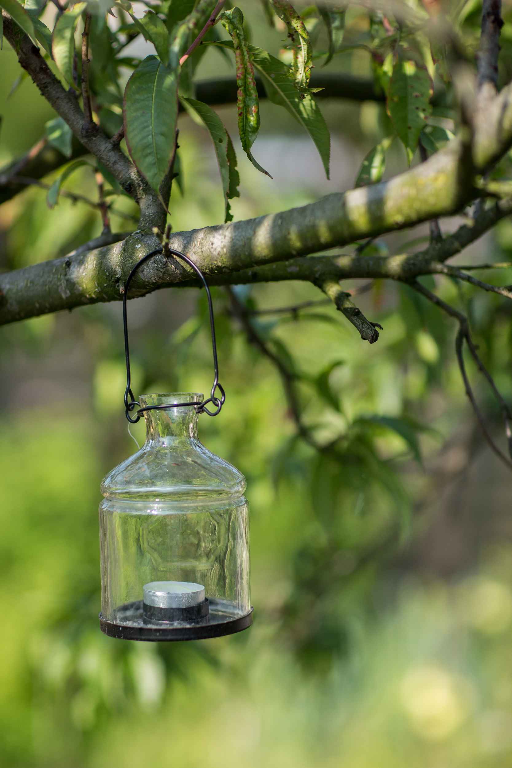Eine Laterne hängt an einem Ast im Kleingarten von Steffi Geschewski in Lindenau.