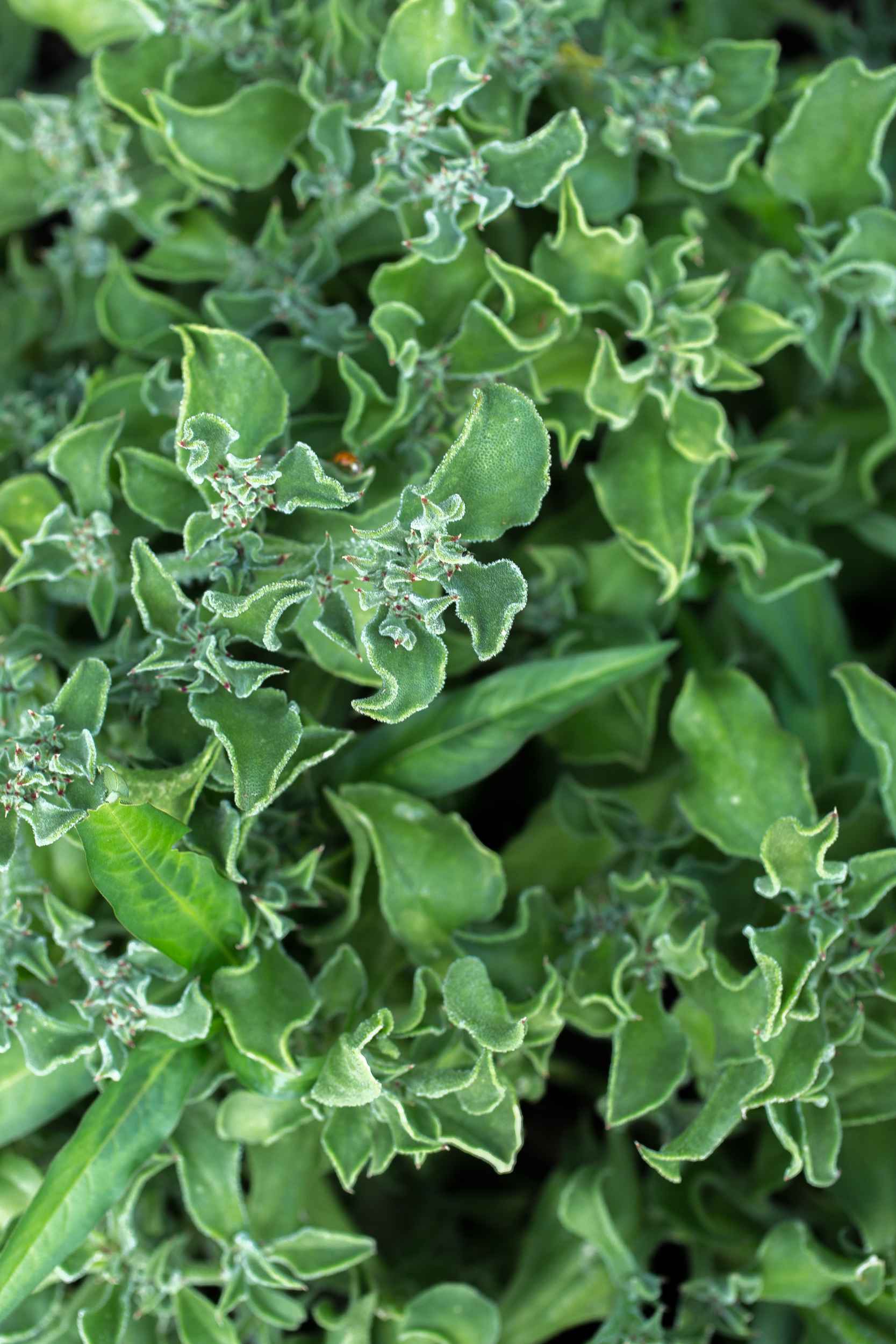 Viele Kräuter wachsen im Garten von Annalinde in Lindenau.