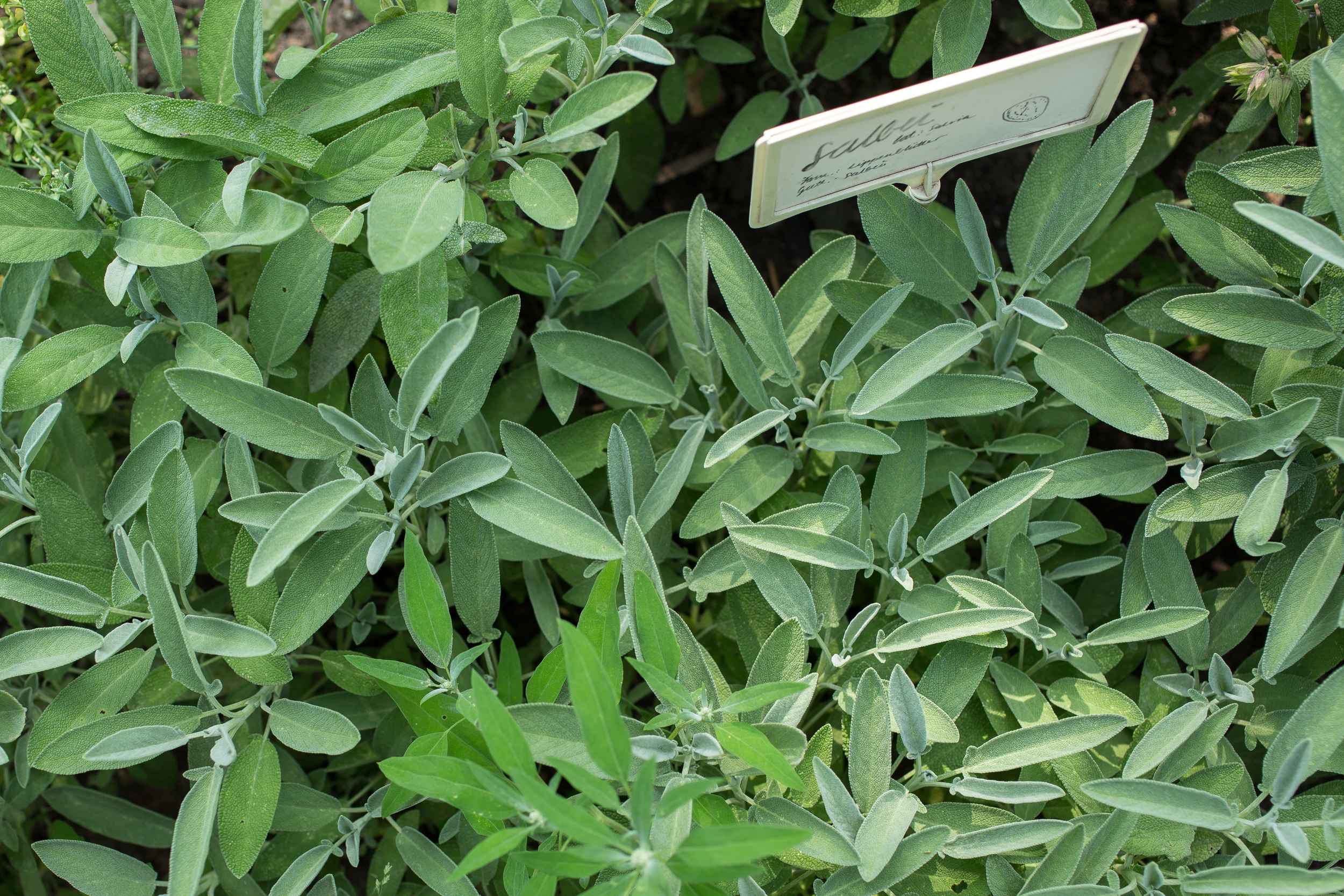 Oregano, Basilikum, Salbei und vieles mehr findet man im Gemeinschaftsgarten.