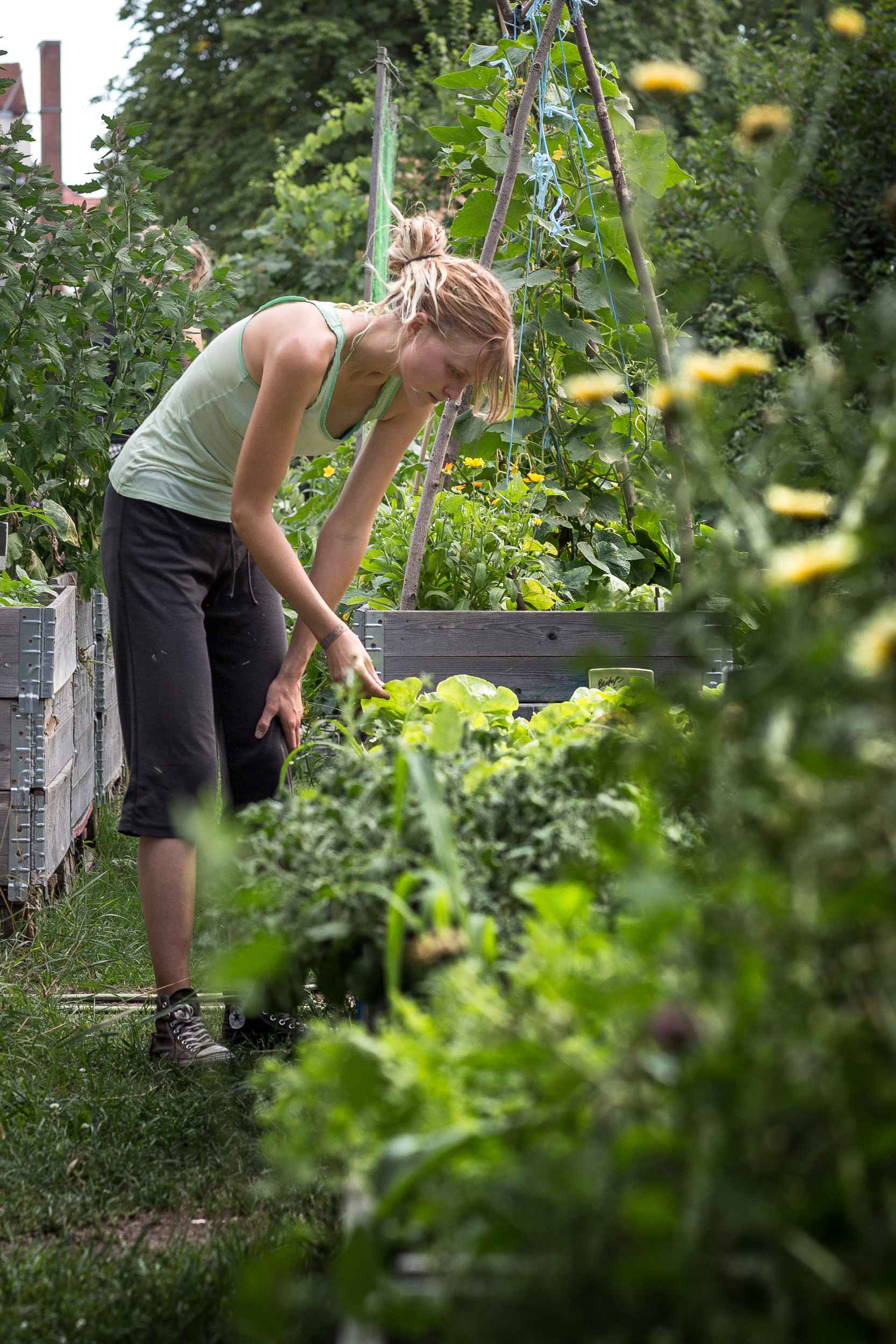 Gemeinschaftliche Teilhabe am ökologischen Anbau von Gemüse und Kräutern.
