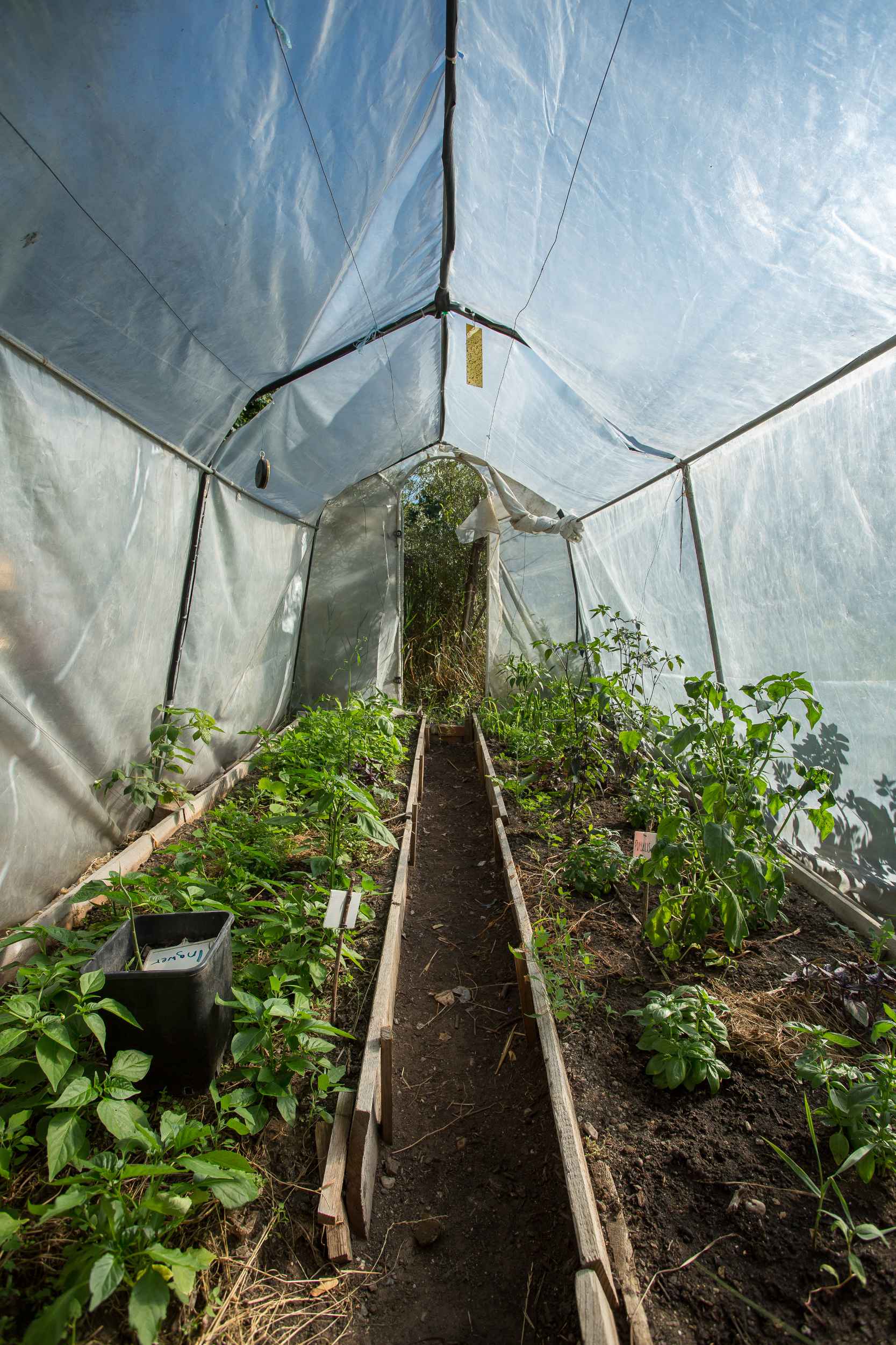 Urbanes Gärtnern in Leipzig Lindenau bei Annalinde.