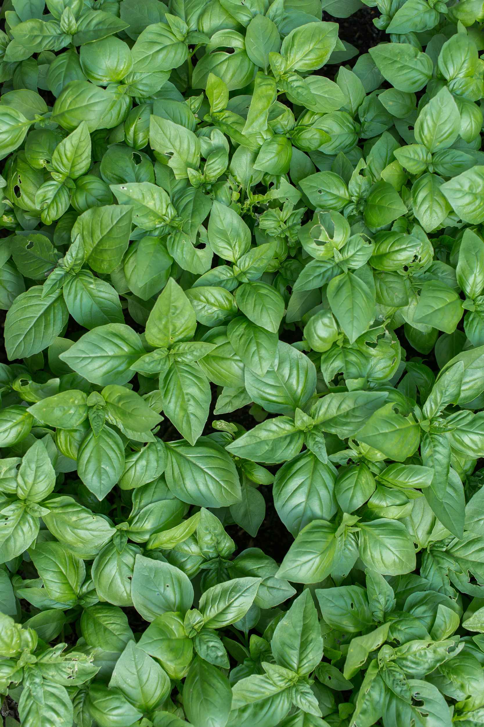 Kräuter im Garten von Annalinde.