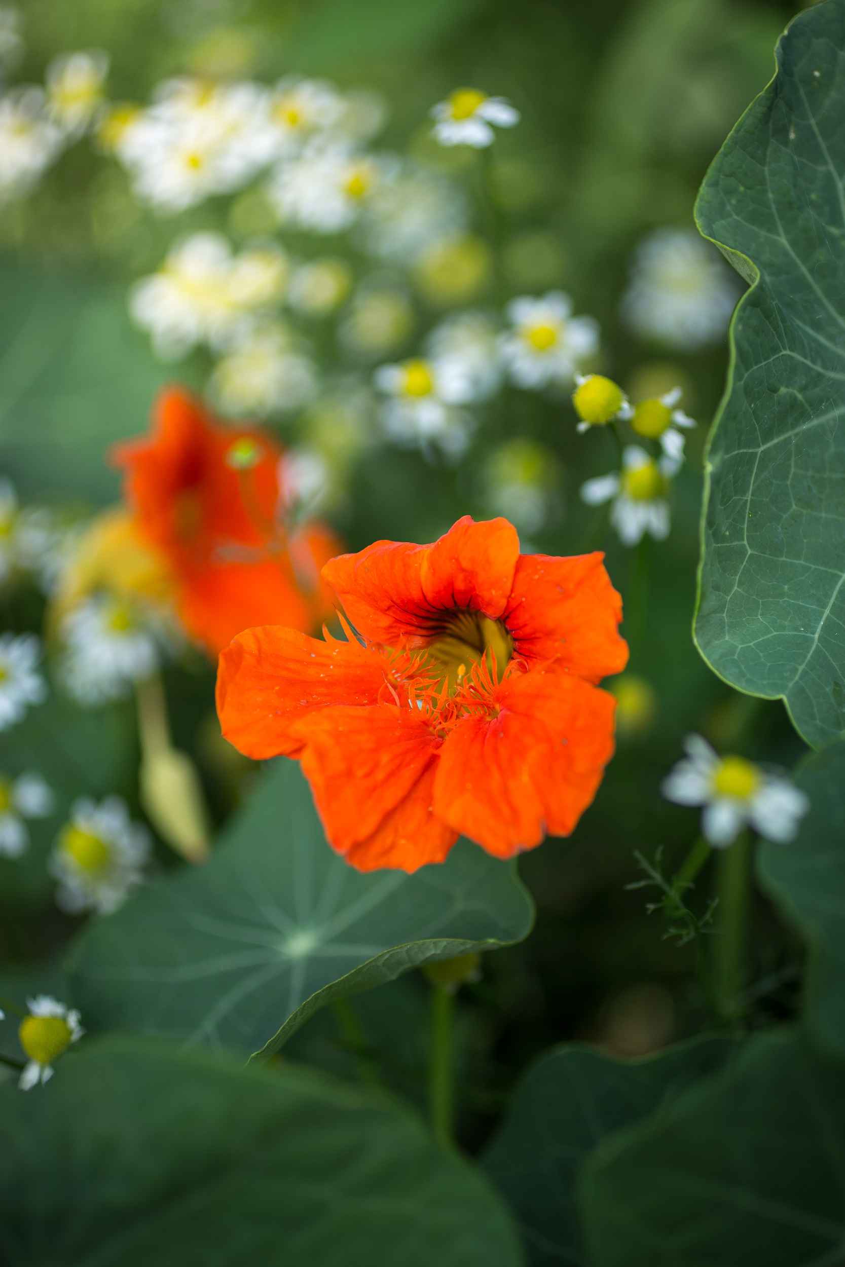 Auch Blumen blühen im Garten von Annalinde.