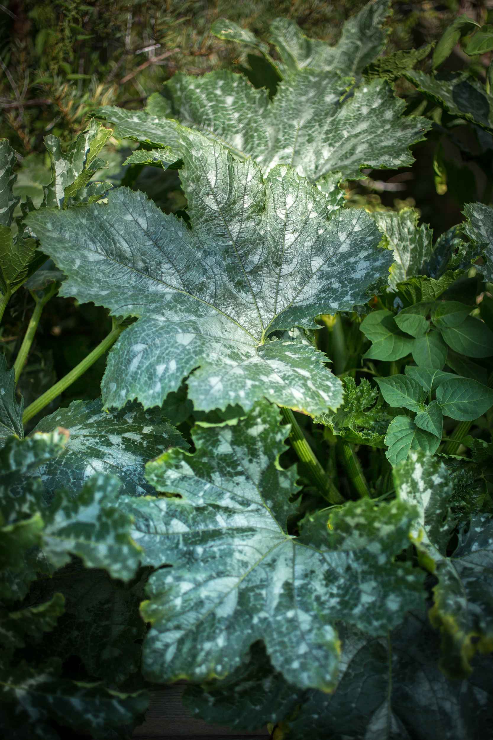 Kräuter und Gemüse wachsen im Garten von Annalinde in Leipzig Lindenau.