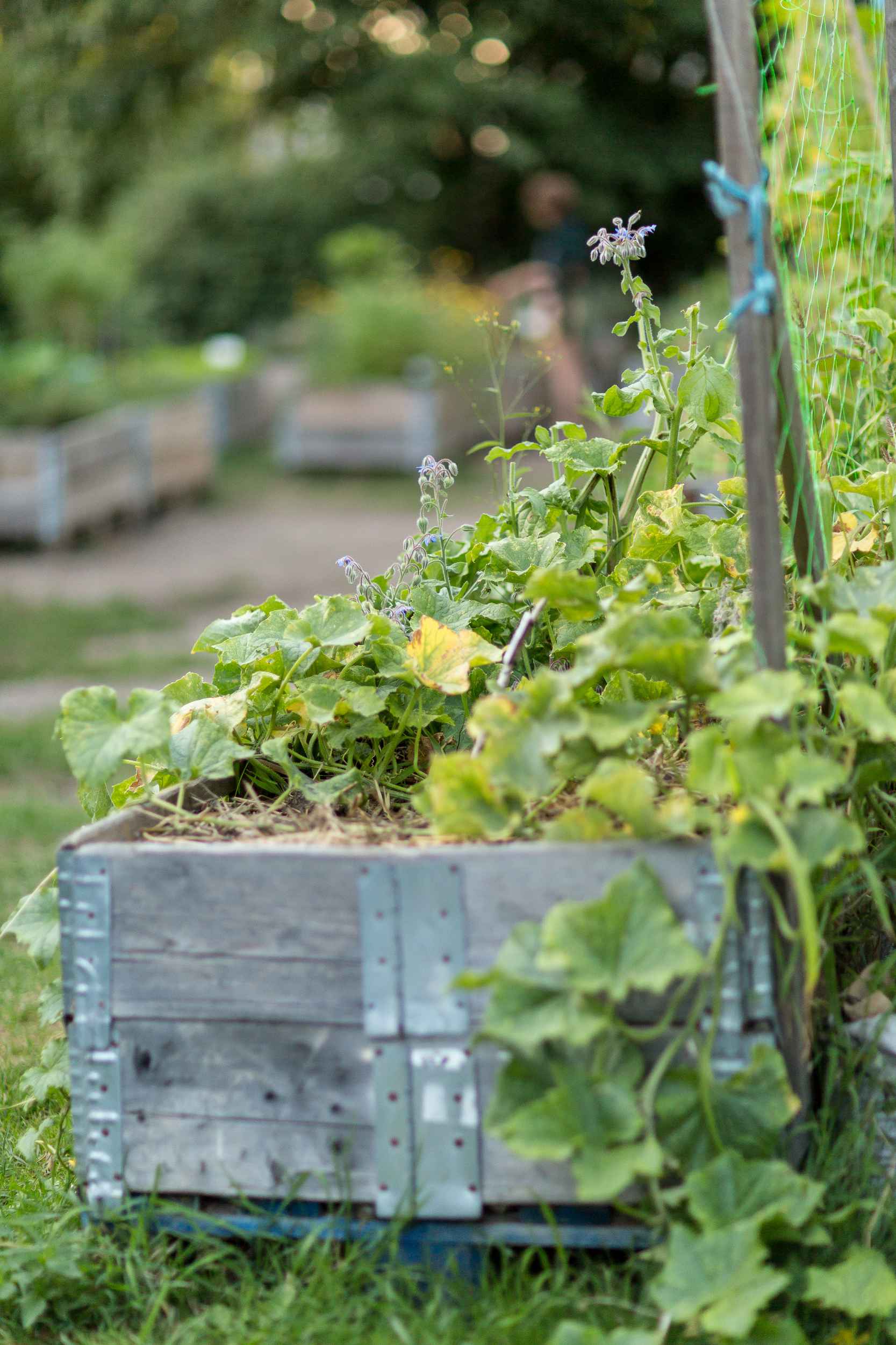Urban Gardening in Leipzig Lindenau.