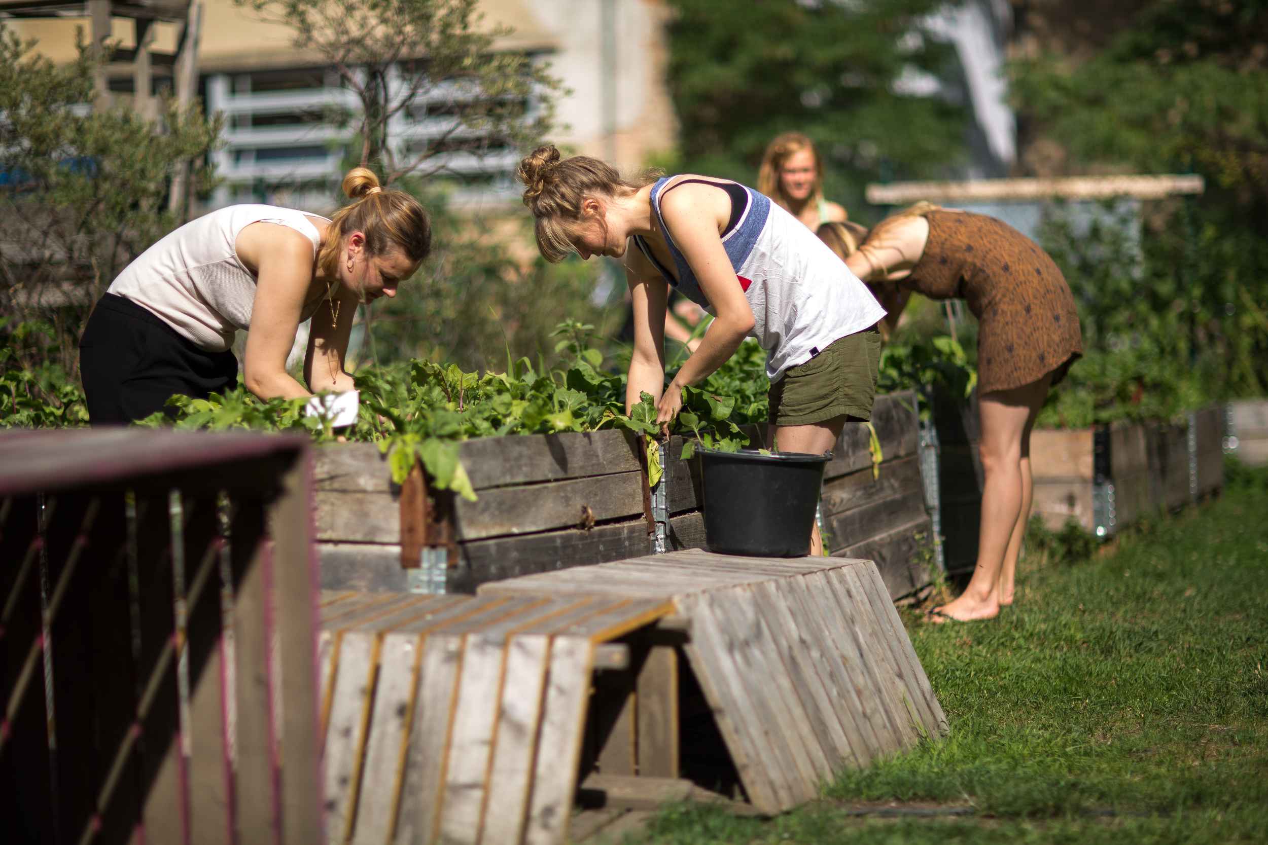 Gemeinschaftliches Gärtnern bei Annalinde in Leipzig Lindenau.