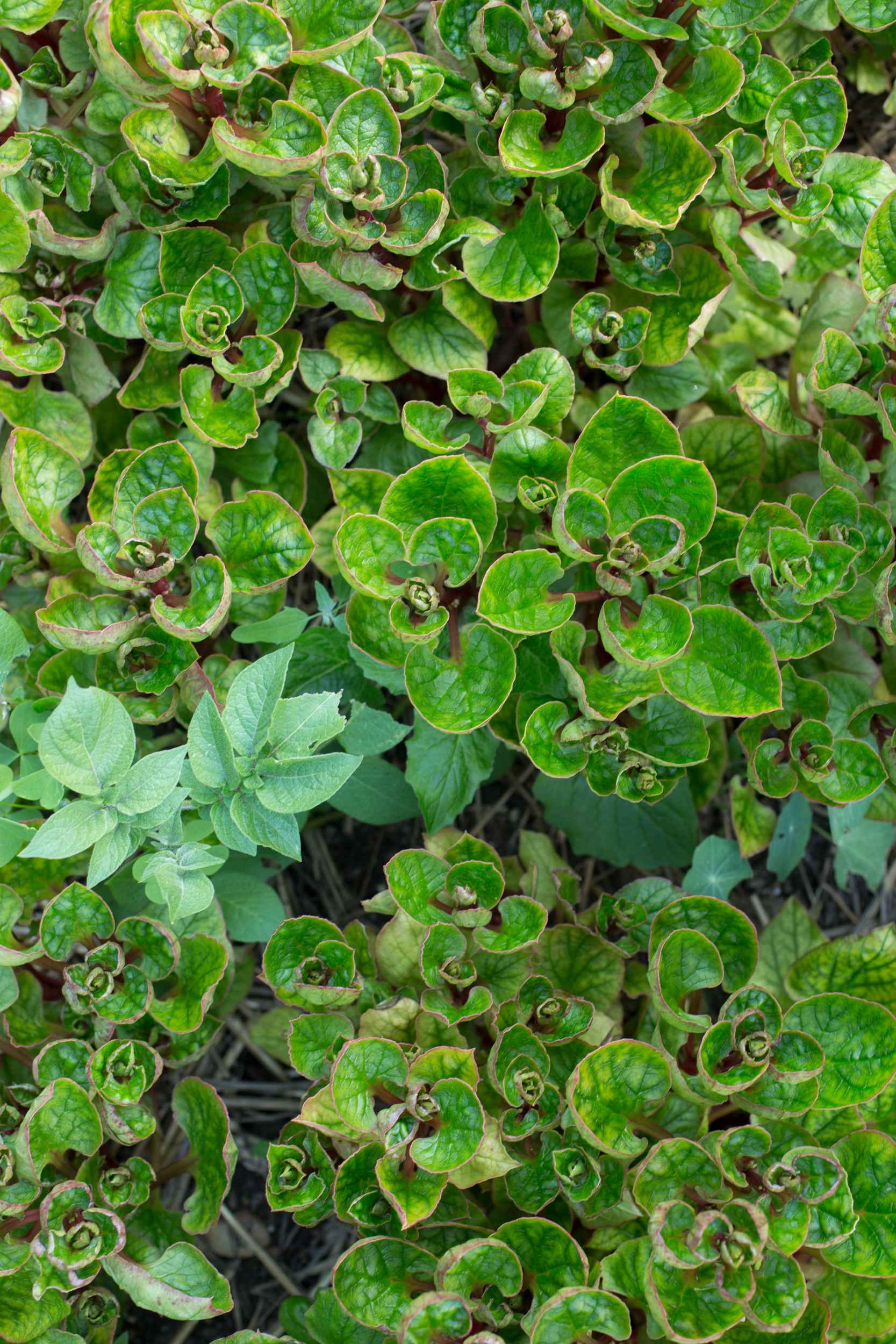 Kräuteranbau bei Annalinde in Leipzig.