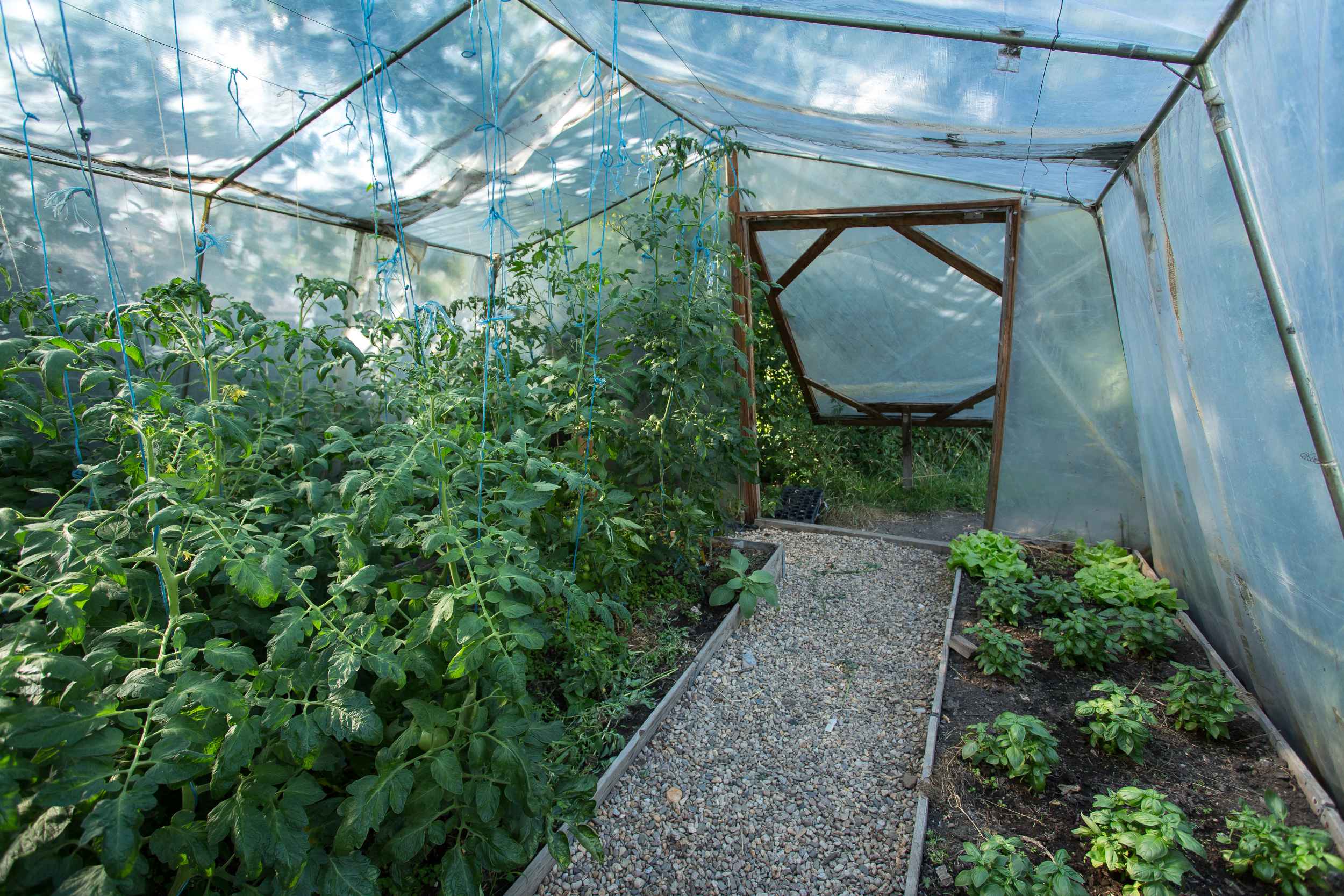 Ökologischer Landbau im Gemeinschaftsgarten.