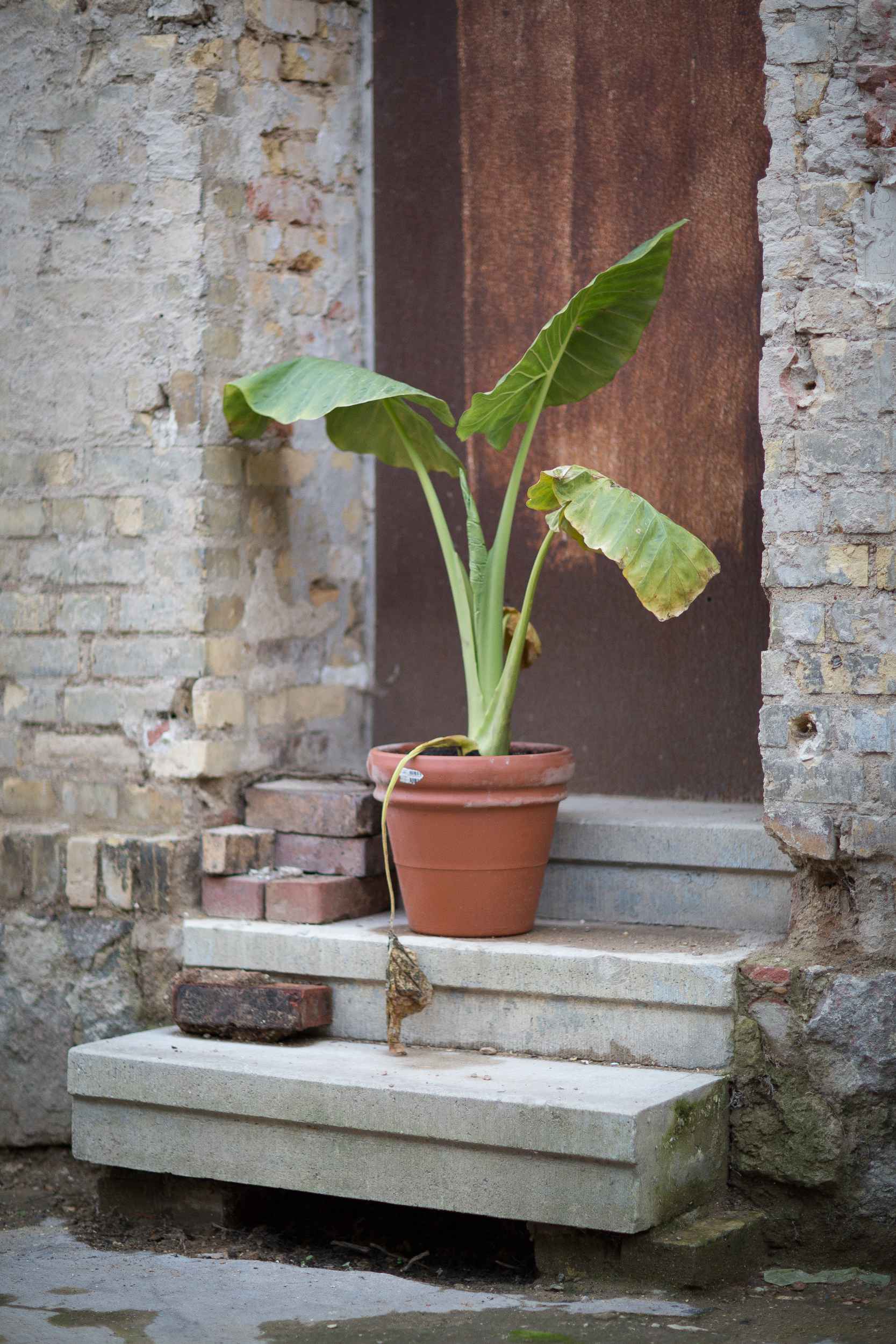 Eine Topfpflanze steht vor einer Haustür auf dem Gelände des zu sanierenden Areals in der Josephstraße.