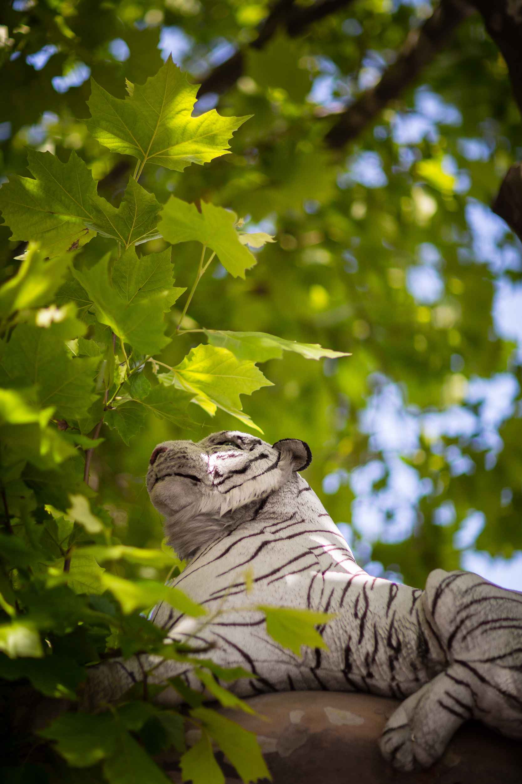 Aufnahme eines Stofftigers in einem Baum auf der Karl-Heine-Straße in Leipzig Lindenau.