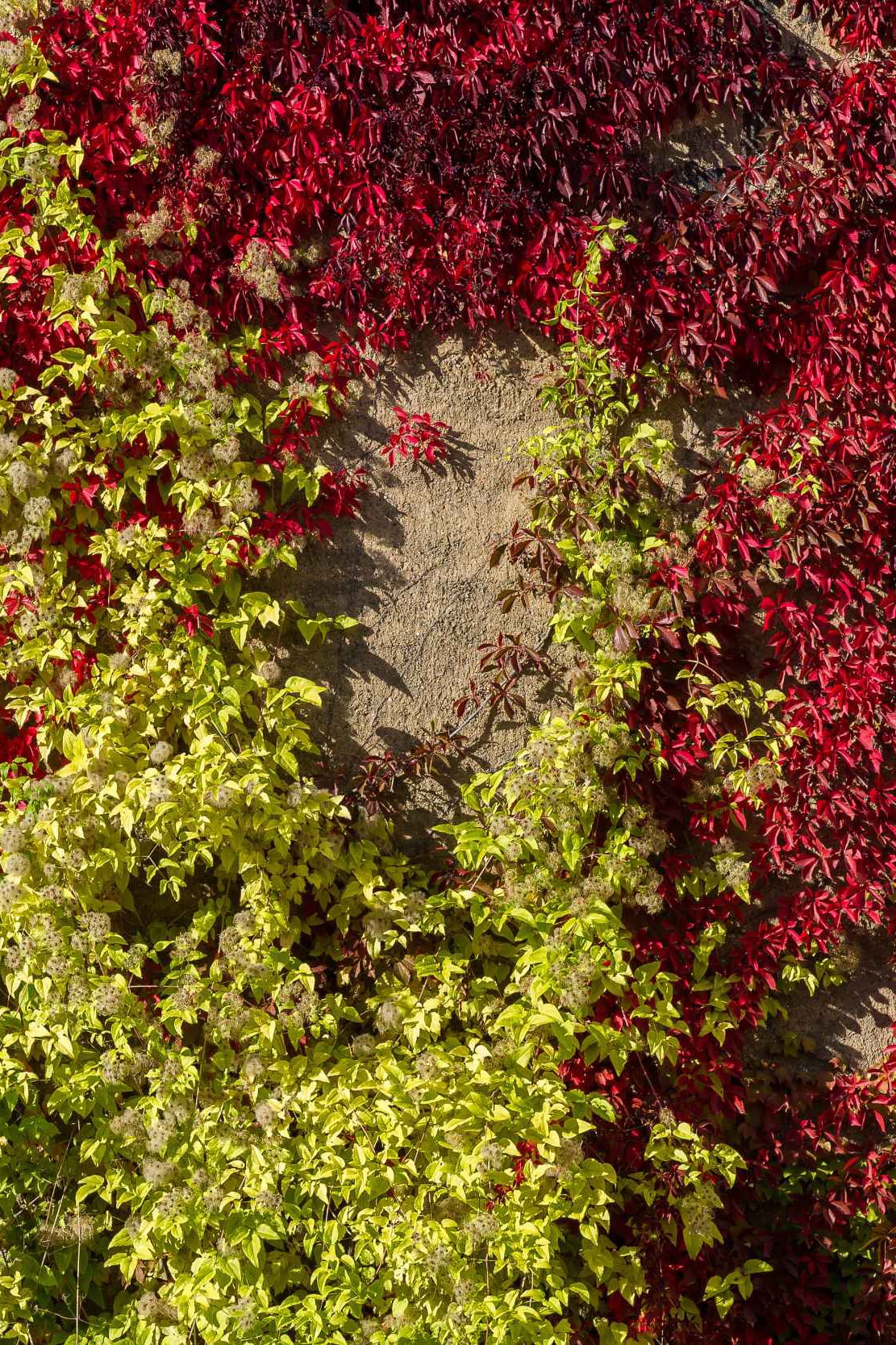 Detailaufnahme von Herbstlaub von Regentaucher Fotografie